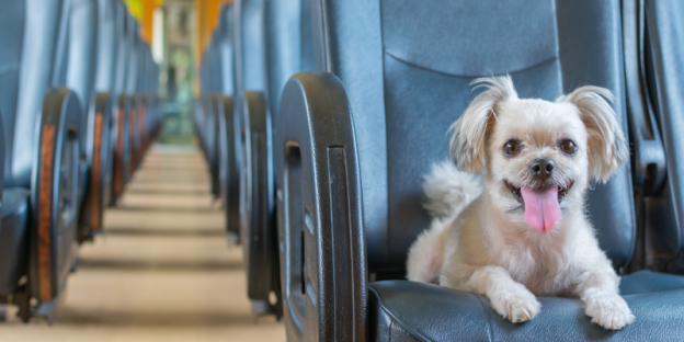 A dog sitting on a chair AI-generated content may be incorrect.