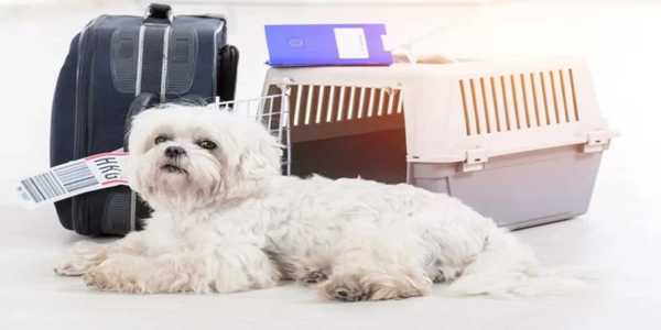 How Do You Ship Pets Internationally Without The Hassle?